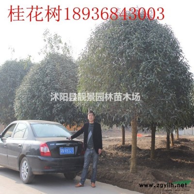 北京桧树苗 刺松1.5米高多少钱