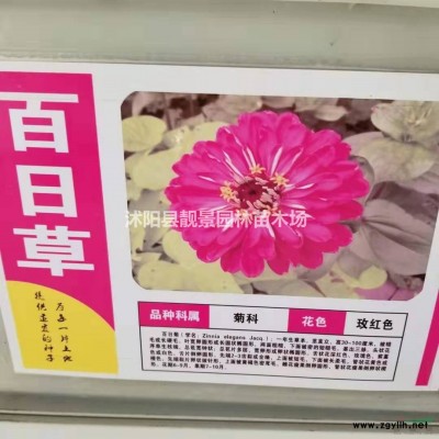 红叶石楠杯苗 红头石楠一株多少钱