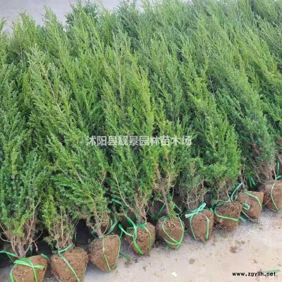 平枝栒子小苗 铺地蜈蚣一株多少钱