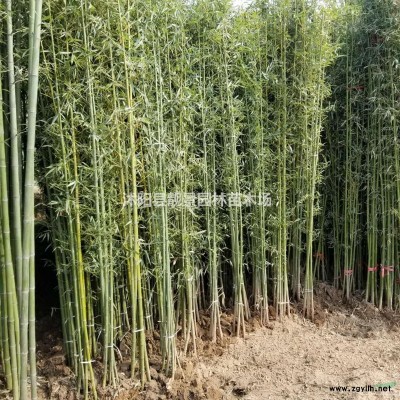 工程绿化苗北京桧 刺柏 刺松苗 蜀桧苗 塔柏苗四季常青