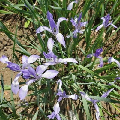 丁香苗 紫丁香图片 小叶丁香绿篱色块苗 适应西北气候种植