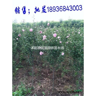 金山绣线菊批发 金山绣线菊落叶花灌木 自己苗圃 欢迎实地参观