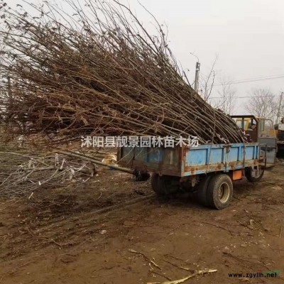 黄刺玫工程苗批发 黄刺玫花灌木 自己苗圃 欢迎实地看苗