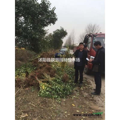 白兰树苗产地 红兰树盆栽 白兰种植苗圃
