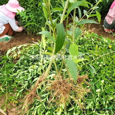 木香花三种颜色，哪里有供应？