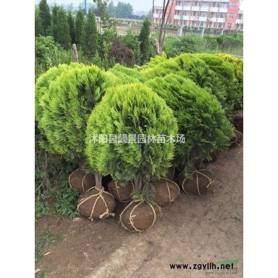 藤本月季产地 藤本蔷薇月季行情 藤本攀岩月季介绍