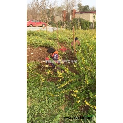 桧柏基地 桧柏行情 桧柏图片 优质桧柏10万