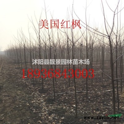 蜀桧基地 蜀桧行情 蜀桧图片 蜀桧2米 蜀桧9万棵库存