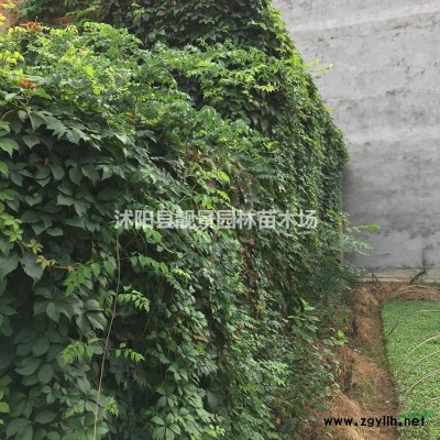 迎春花多少钱一棵？，迎春哪里有卖，目前迎春50公分高价格