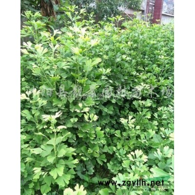 紫藤2公分多少钱一棵，紫藤1.5米高多少钱一株，紫藤哪里有卖