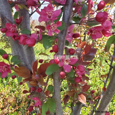 目前紫荆苗多少钱一棵，紫荆苗产地在哪里，紫荆花树怎么卖？