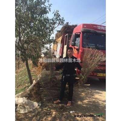 软籽石榴苗多少钱一棵，石榴树多少钱一棵，石榴苗哪里有买？