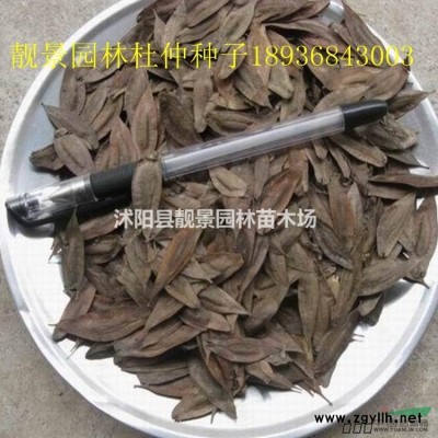 金叶水蜡多少钱一棵，黄叶水蜡多少钱一棵，金叶水蜡产地哪里？