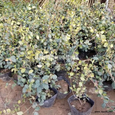 水蜡苗多少钱一棵，水蜡苗那里有，水蜡现在行情