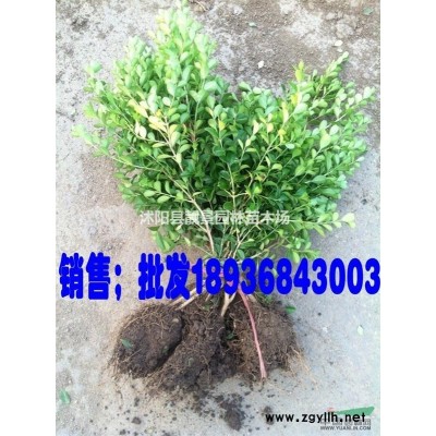 雪松行情 雪松种植方法及简介 苗圃直销雪松树