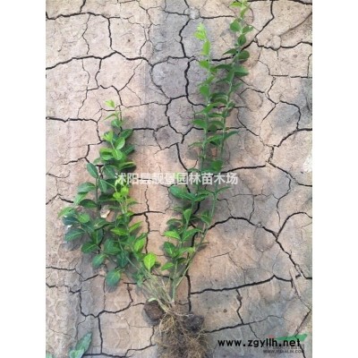 凤尾兰价格 凤尾兰种植方法及简介 苗圃直销凤尾兰