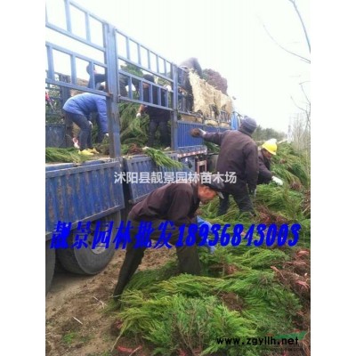 西府海棠苗价格 西府海棠种植方法及简介 苗圃直销