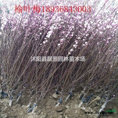 丰花月季价格 丰花月季图片 丰花月季种植方法及工程苗