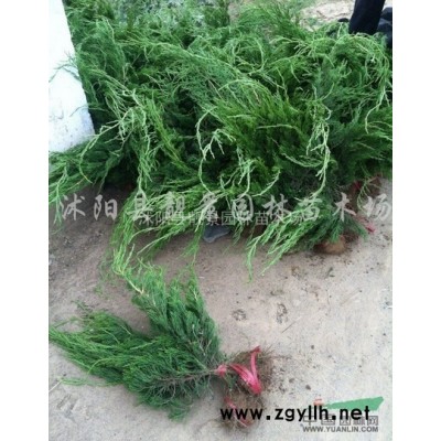刺柏价格 刺柏种植技术及简介 苗圃直销刺柏苗