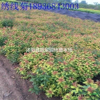 直升龙柏价格 直升龙柏种植方法及图片 直升龙柏批发