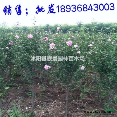 波斯菊种子报价 波斯菊种子种植方法及简介 波斯菊种子批发