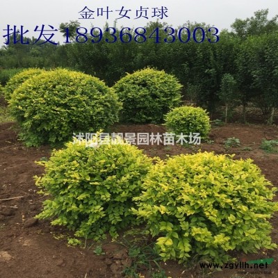 卫矛新价格  胶东卫矛江苏基地 胶东卫矛30-60公分