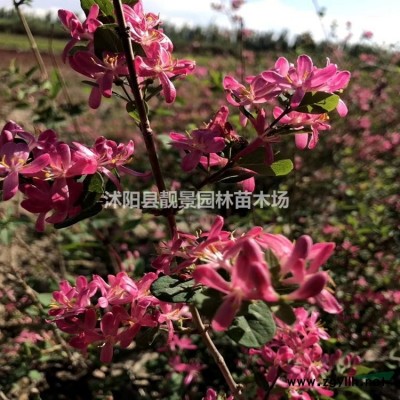 垂柳1-10公分 垂柳小苗 金丝垂柳长期供应