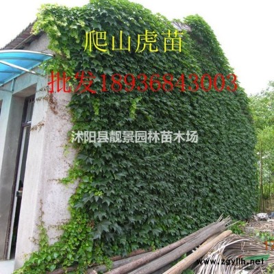 新疆昌吉红王子锦带价格，红王子锦带50公分高，适应新疆种植