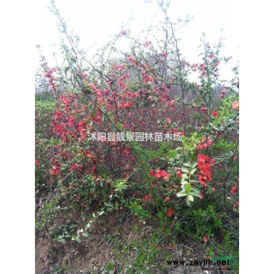 江苏沭阳木槿价格，木槿批发，新木槿报价