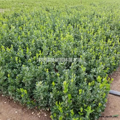 木瓜海棠图片，药用木瓜海棠基地，木瓜种植实惠