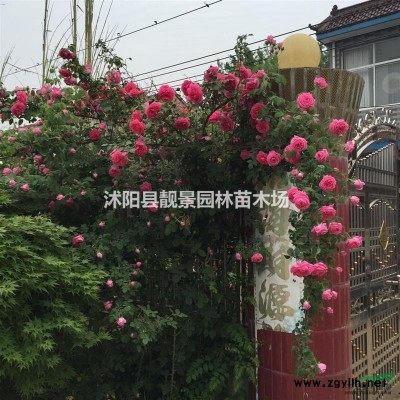 耐冻茶花价格，耐冻茶花实惠种植.江苏地区