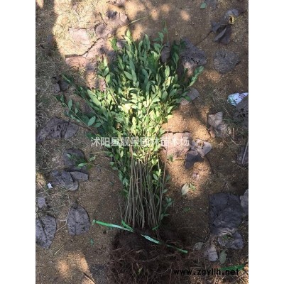2021桃树苗价格.3公分桃树苗种植基地