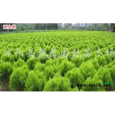供应重瓣木槿1-6公分 .独杆木槿价格. 丛生木槿图片
