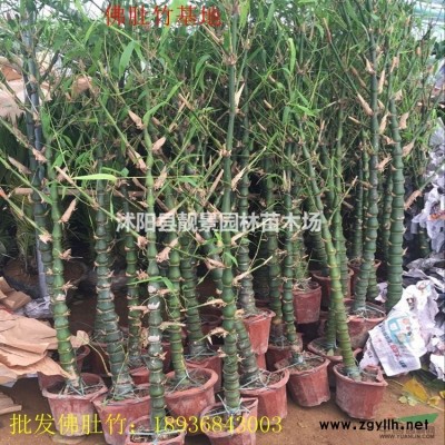 丛生紫荆价格，加拿大紫荆苗--紫荆种子供应