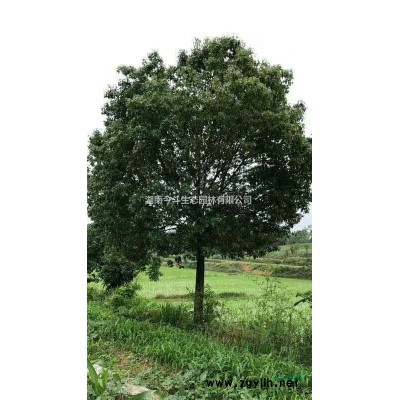 本公司大量生产香樟树批发价格便宜，采购香樟可以到湖南长沙，长