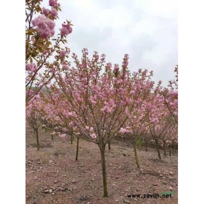 精品多杆桂花 优质多杆桂花 长沙多杆桂花 湖南多杆桂花价格