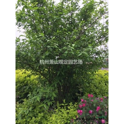 浙江杭州白芨地苗，H15-25cm左右