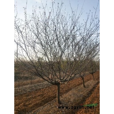 二乔玉兰，辛夷，望春玉兰，丛生玉兰