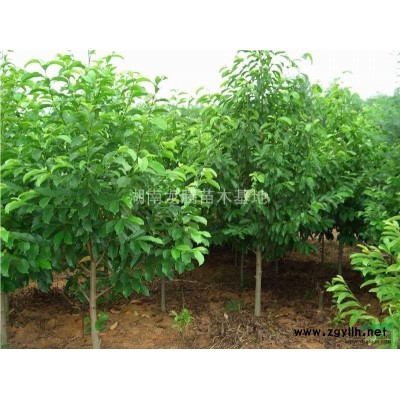 湖南苗木,湖南苗木哪里规模*大，湖南苗木哪里价格*优惠