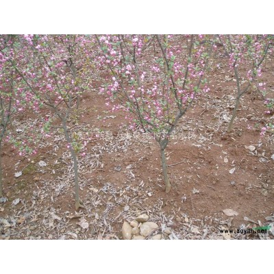 廉价供应优质量6-10公分红梅2000棵。价廉。从速！