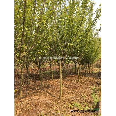 供桂花树，高300，冠200，价廉。质优