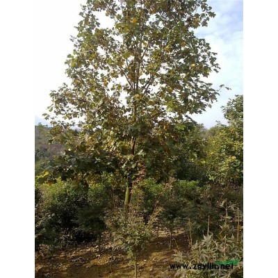 供应地径15公分高350公分棕 榈树，价廉