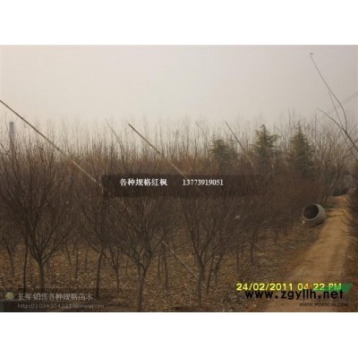 金边麦冬草供应/金边麦冬草图片