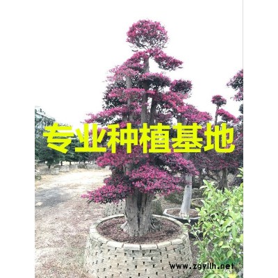 2米高造型三角梅盆景价格 3米高造型三角梅盆景价格