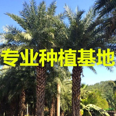蓝花楹树苗价格 蓝花楹树苗图片 蓝花楹树苗种植基地