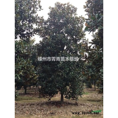 黄金槐/浙江黄金槐/黄金槐图片/
