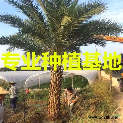 福建细叶榕价格 福建造型细叶榕桩头报价