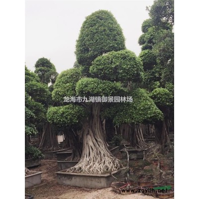 蓝花楹价格 蓝花楹怎么种植 漳州蓝花楹 福建蓝花楹