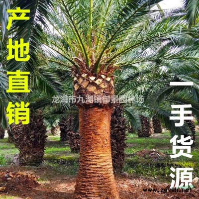 福建小叶榕 四川小叶榕 小叶榕价格 小叶榕产地