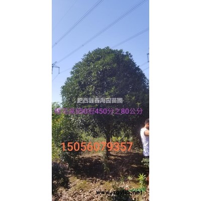 安徽低价供应 海桐球 海桐*好供应商 海桐大型基地